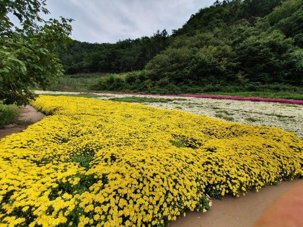 가을국화 이미지
